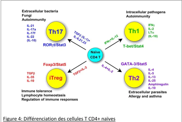 Figure 4: Différenciation des cellules T CD4+ naïves