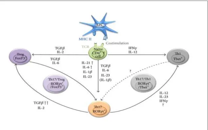 Figure 5: Plasticité des cellules T CD4+ 