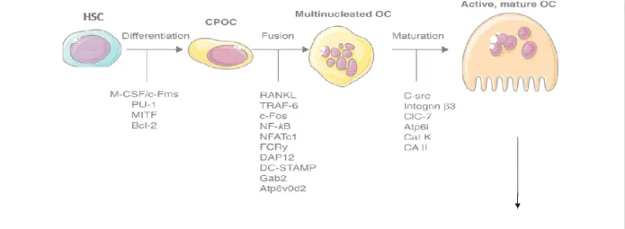 Figure 7: La différenciation des ostéoclastes 