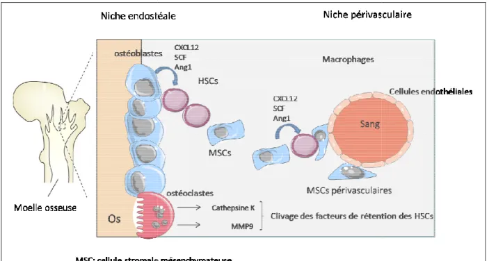 Figure 10: Les niches des cellules souches hématopoïétiques