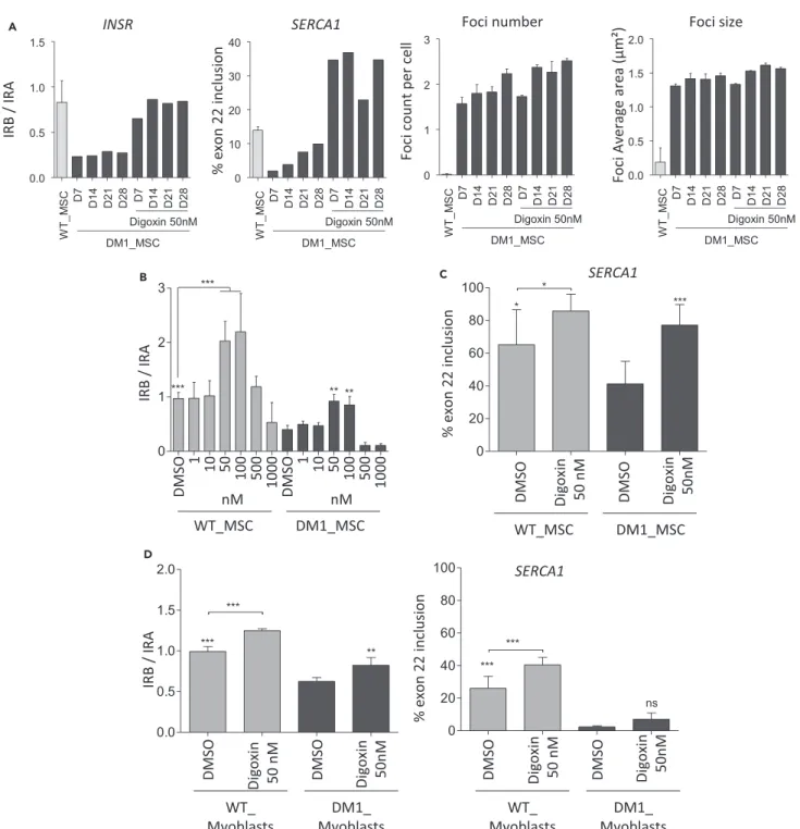 Figure 3. Digoxin Treatment Rescues Alternative IR and SERCA1 Splicing in DM1 Cells