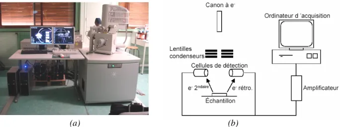 Figure 2 : (a) Microscope électronique à balayage (Service de Microscopie Electronique,  Université Montpellier II), (b) schéma de principe 