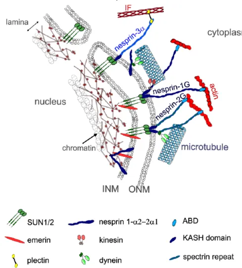 Figure 3. LINC complexes in skeletal muscle. LINC is a complex of proteins including SUN1/2 and  nesprins that connect the cytoskeleton to the nucleoskeleton