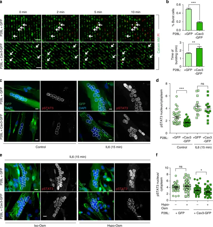 Fig. 6 Expression of WT Cav3 rescues a normal phenotype in Cav3 P28L myotubes. a Micropatterned P28L GFP and P28L Cav3-GFP transduced myotubes were loaded with calcein-AM (green)
