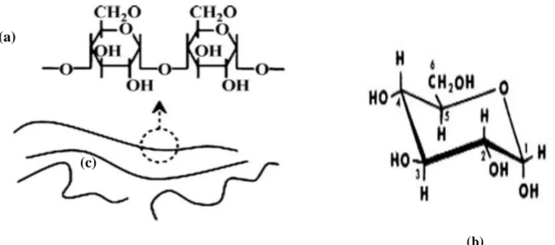 Figure  1  :  Structures  chimiques  de  :  (a)  l’amylose,  (b)  D-glucopyranose.  Représentation  schématique de l’amylose (c) (Liu et al., 2009)
