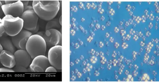 Figure  3:  Observations  par  microscopie  électronique  à  balayage  des  grains  d’amidon  de manioc (a) et par microscopie optique en lumière polarisée des grains de maïs cireux  (b) (Valbiom, 2011).