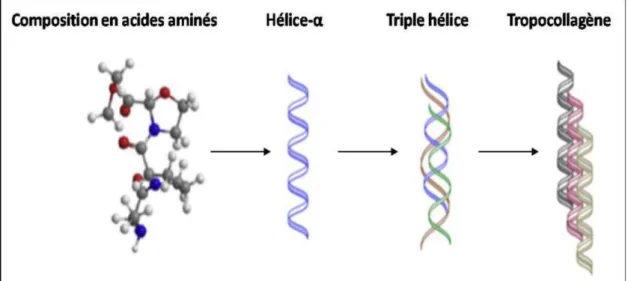 Figure 5 : La triple hélice de collagène (Farris et al., 2009) . 