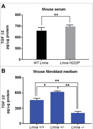 Figure 2. TGF b 2 level is increased in laminopathic mice. (a) Levels of TGF b2 in sera of WT mice (n = 6) and Lmna H222P/H222P mice ( Lmna H222P ) (n = 5)