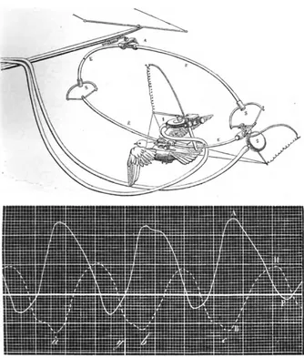 Figure 6. En haut : Pigeon attelé au manège et muni de tambours à transmission; 