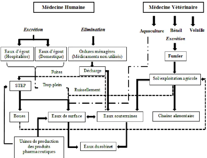 Figure I.3. Sources et voies possibles de la présence de résidus de produits pharmaceutiques dans  l’environnement aquatique