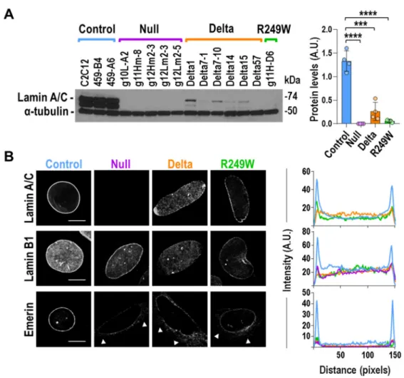 Figure 2. Components of the nuclear lamin were abnormally distributed in Lmna exon 4 mutant myoblasts