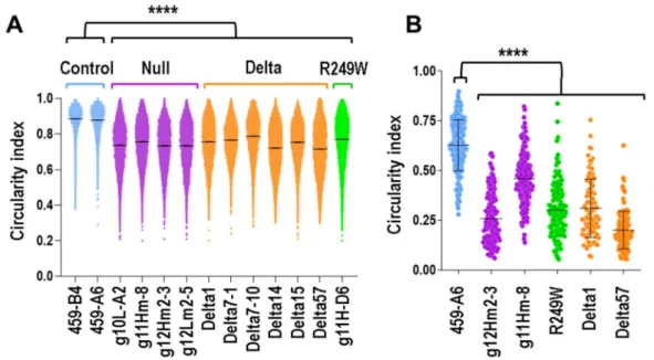Figure 3. Nuclear morphology was altered in mouse myoblasts carrying Lmna exon 4 mutations.