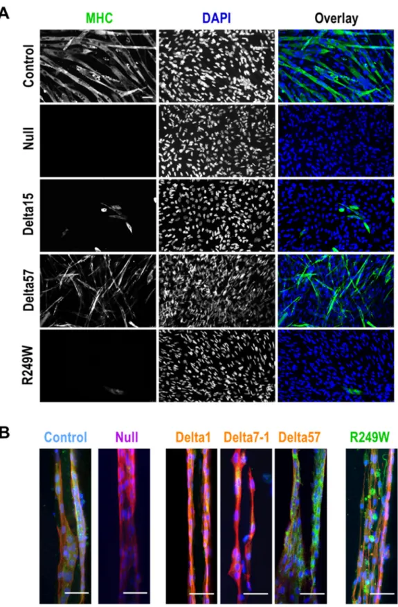 Figure 4. Myogenic differentiation was impaired in mouse myoblasts with mutations in Lmna exon 4.