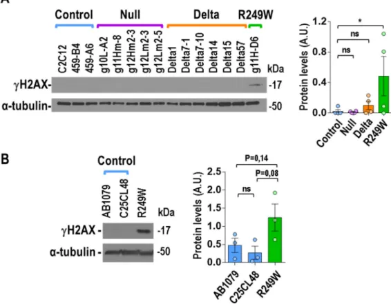 Figure 7. High levels of DNA damage were specifically associated with LMNA R249W mutation.