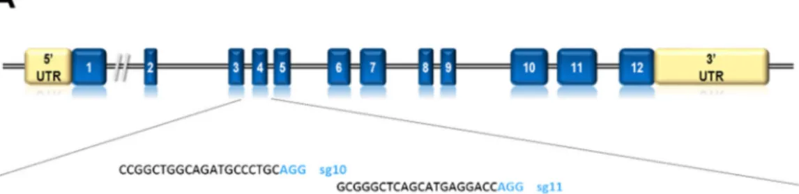Figure 1. Generation of Lamin A/C gene (Lmna) exon 4 mutations using CRISPR/Cas technology.