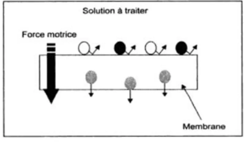 Figure II.1. Représentation schématique d’une membrane permsélective. 