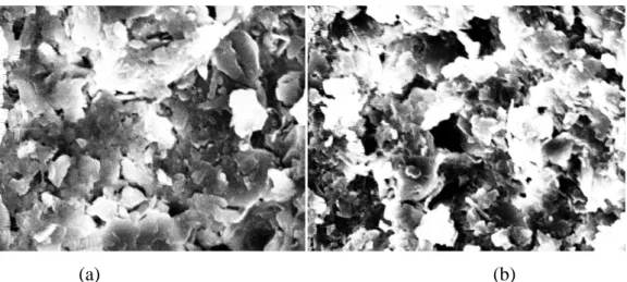 Figure III-3. Micrographie MEB (a) surface de la membrane MZ, (b) profil de la membrane  MZ [55]