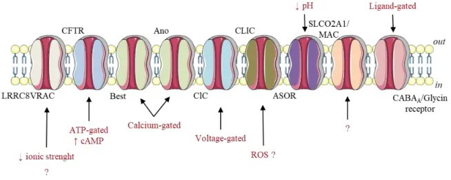 Figure 10 Les canaux chlorures de la membrane plasmique et leurs mécanismes d'activation 