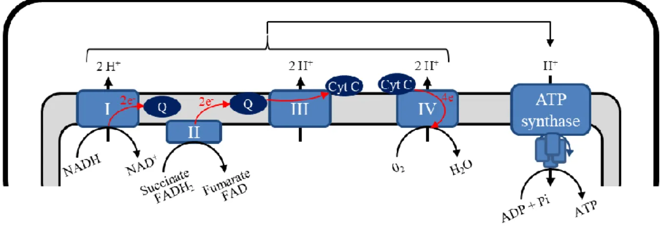 Figure 13 La phosphorylation oxydative et la production d'ATP. 