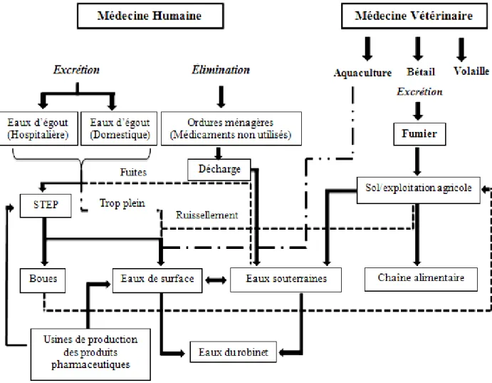Figure I.1. Sources et voies possibles de la présence de résidus de produits pharmaceutiques dans  l’environnement aquatique.[5] 