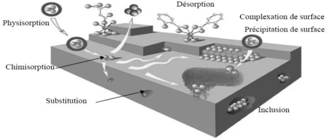 Figure I-5 : Principales interactions entre un atome ou une molécule et un solide à l’interface  solide/fluide [50] 