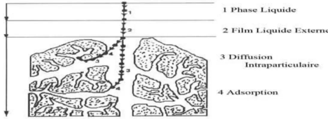 Figure III-1: Domaines d’existence d’un soluté lors de l’adsorption sur un matériau  microporeux