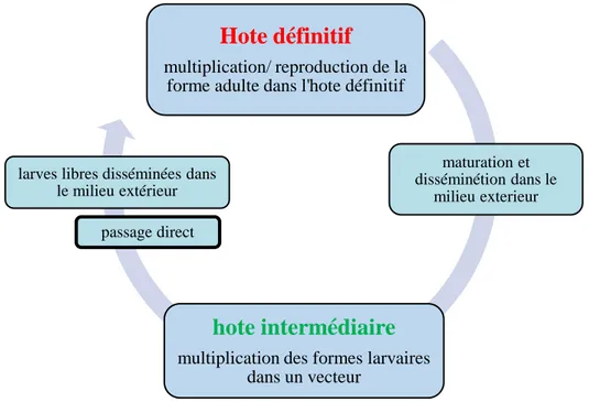 Figure 03 : cycle hétéroxène avec plusieurs hôtes intermédiaires (Thillement, 2018). 