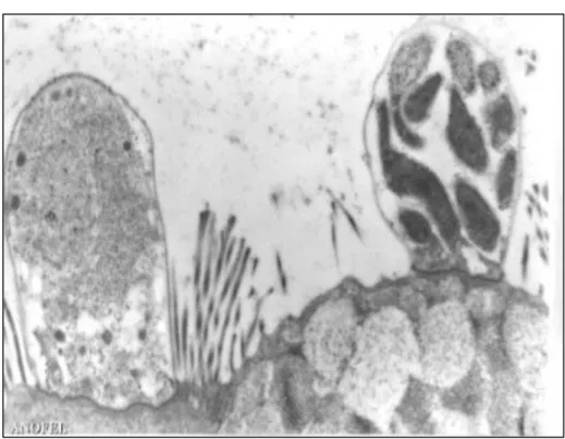 Figure  15 :  Développement  apical  de  Cryptosporidiumparvum  dans  les  entérocytes 