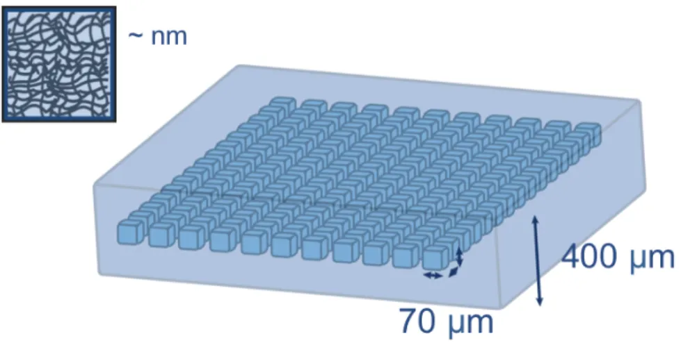Fig. 1.4 – Schéma d’un dispositif en hydrogel. Les cubes de coté 70 µm, à l’intérieur de l’hydrogel, contiennent de l’eau