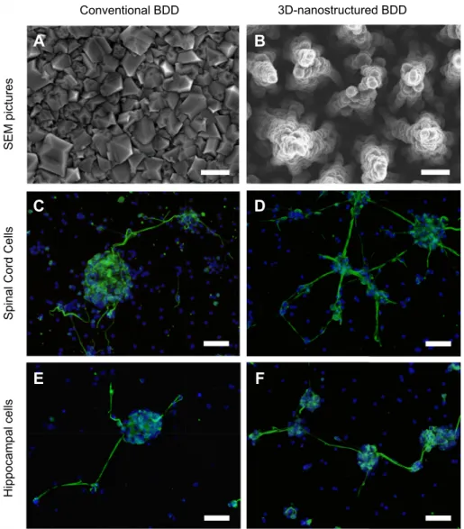 Fig. 2. SEM images showing a top view of A) BDD and of B) 3D-nanostructured BDD. Scale bar, 600 nm