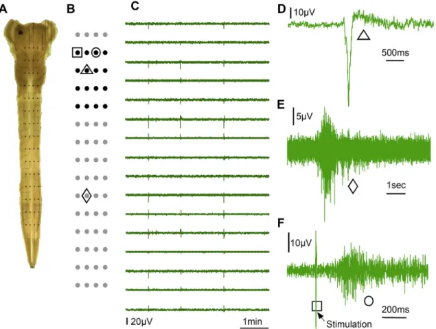 Fig. 4. A) Picture of the whole embryonic mouse hindbrain-spinal cord preparation opened on a 4  15 3D-nanostructured BDD MEA