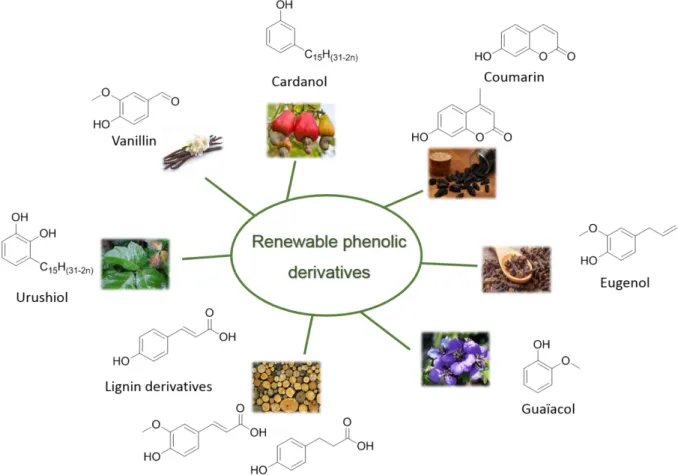 Figure 3. Examples of bio-based phenolic derivatives used for the synthesis of bio-based BZ  monomers