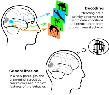 Figure 1: An example of brain decoding and generalization: Brain decoding finds patterns in brain-activity data that discriminate given conditions on unseen data, here identifying perceptual stimuli