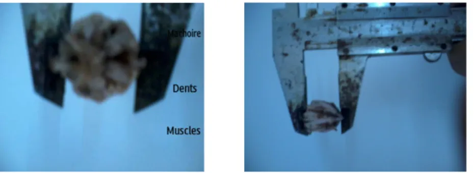 Figure 5. Les cinq dents visibles qui font partie d’un appareil masticateur complexe, la   Lanterne d’Aristote