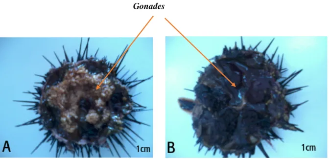 Figure 6. Disposition penta-radiaire des gonades de l’oursin noir A. lixula. 