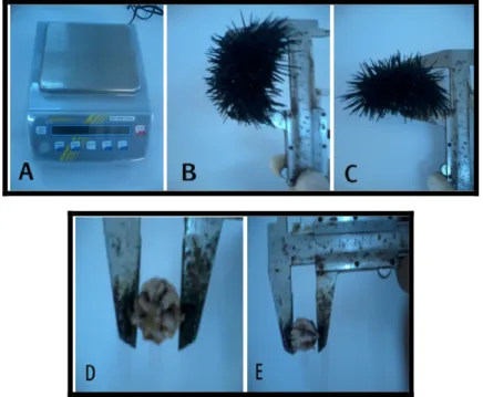 Figure 9. Mesures : pondérale (A), linéaires (B, C, D, E)  (Photos : G.GHALEM). 