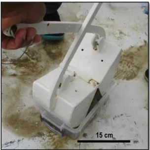 Fig. 4 : Rinçage avec l’eau de mer.     Fig. 5 : Extraction de la faune 
