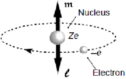 Fig. 1.2.1: Atome de Bohr, l’électron décrit une orbite circulaire où le moment angulaire !l et le moment magnétique orbital !m ont des directions opposées [6].
