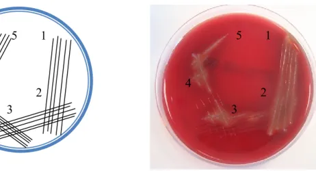 Figure 20. Schematic view of culturing and scoring and an agar plate with 5  score design streaking
