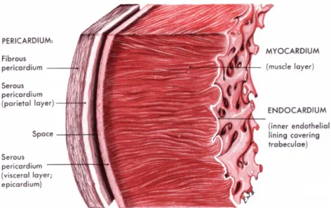Figure 2.2: Section of the heart wall showing the components of the outer pericardium (heart sac), muscle layer (myocardium), and inner lining (endocardium) 2 .