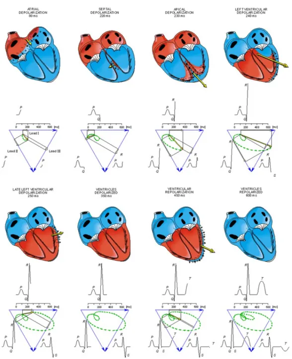Figure 2.4: Sequence of the instantaneous heart wavefront vectors at each step of the cardiac cycle [96].