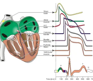 Figure 2.6: The heart conduction system with its main components, their typical potential waveforms and the corresponding points on surface ECG [96].