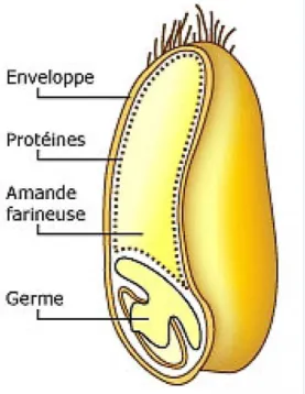 Figure 1. Structure du blé [32]. 