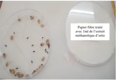 Figure 16. Effet de l’extrait méthanolique de l’ortie sur les insectes. 