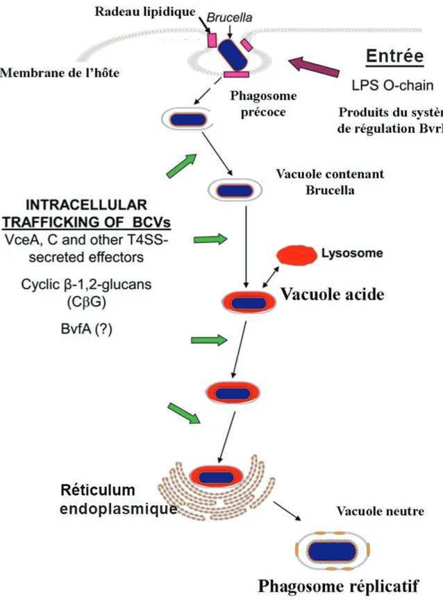 Figure 10. Produits du gène, influançant le trafic intracellulaire des souches de Brucella, dans les cellules hôtes (Roop et al., 2009).