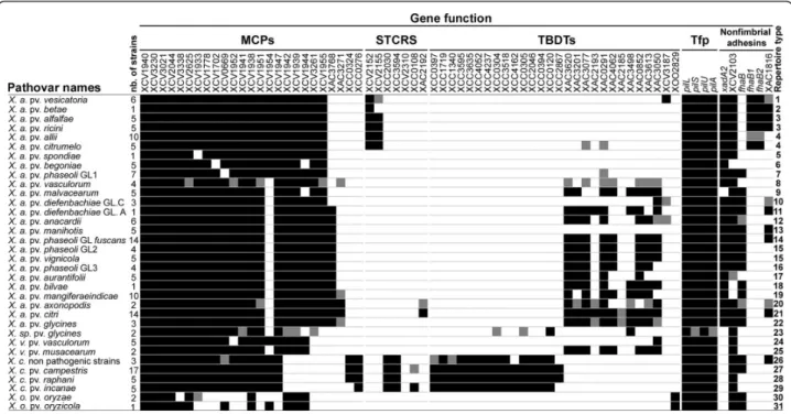 Figure 1 Distribution of genes involved in sensing and adhesion among lineages of Xanthomonas spp