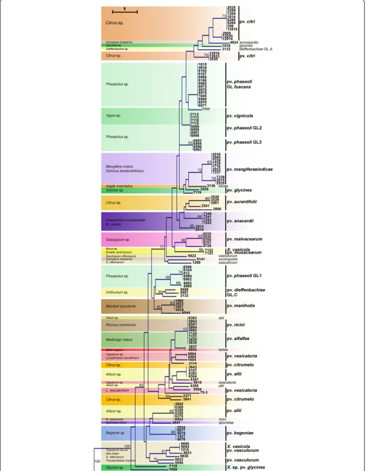 Figure 2 Dendrogram constructed based on presence/absence of candidate genes in strains of Xanthomonas spp