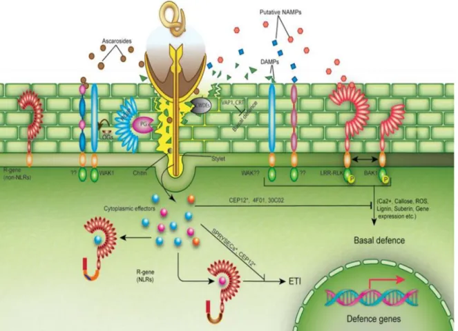 Figure 1.7. Resistance models during plant-nematode interaction. Nematodes may face two different  plant defense layers: (1) basal defense such as WAK1, PG-inhibiting proteins (PGIPs), pattern-triggered  immunity (PTI)  including the  production of reactiv