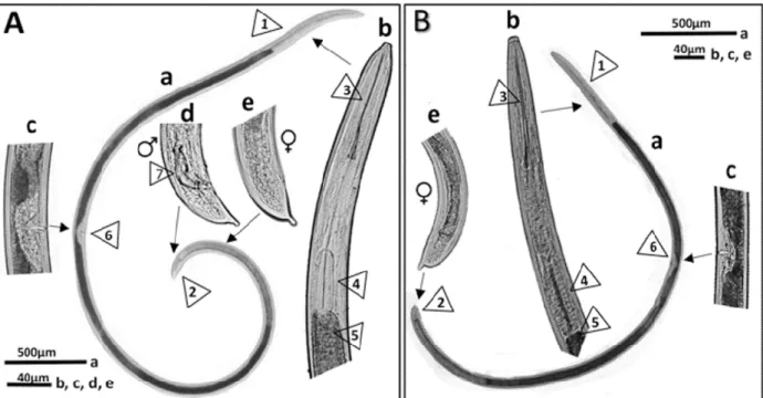Figure 1.16. Morphological and anatomical features of the dagger nematodes X. diversicaudatum (A)  and X