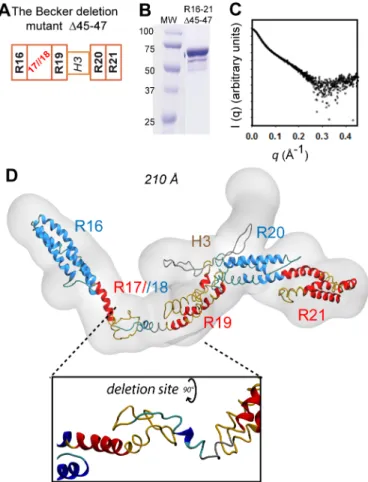 Figure 3. SAXS-based model of the R16-21Δ45-47 deletion mutant 